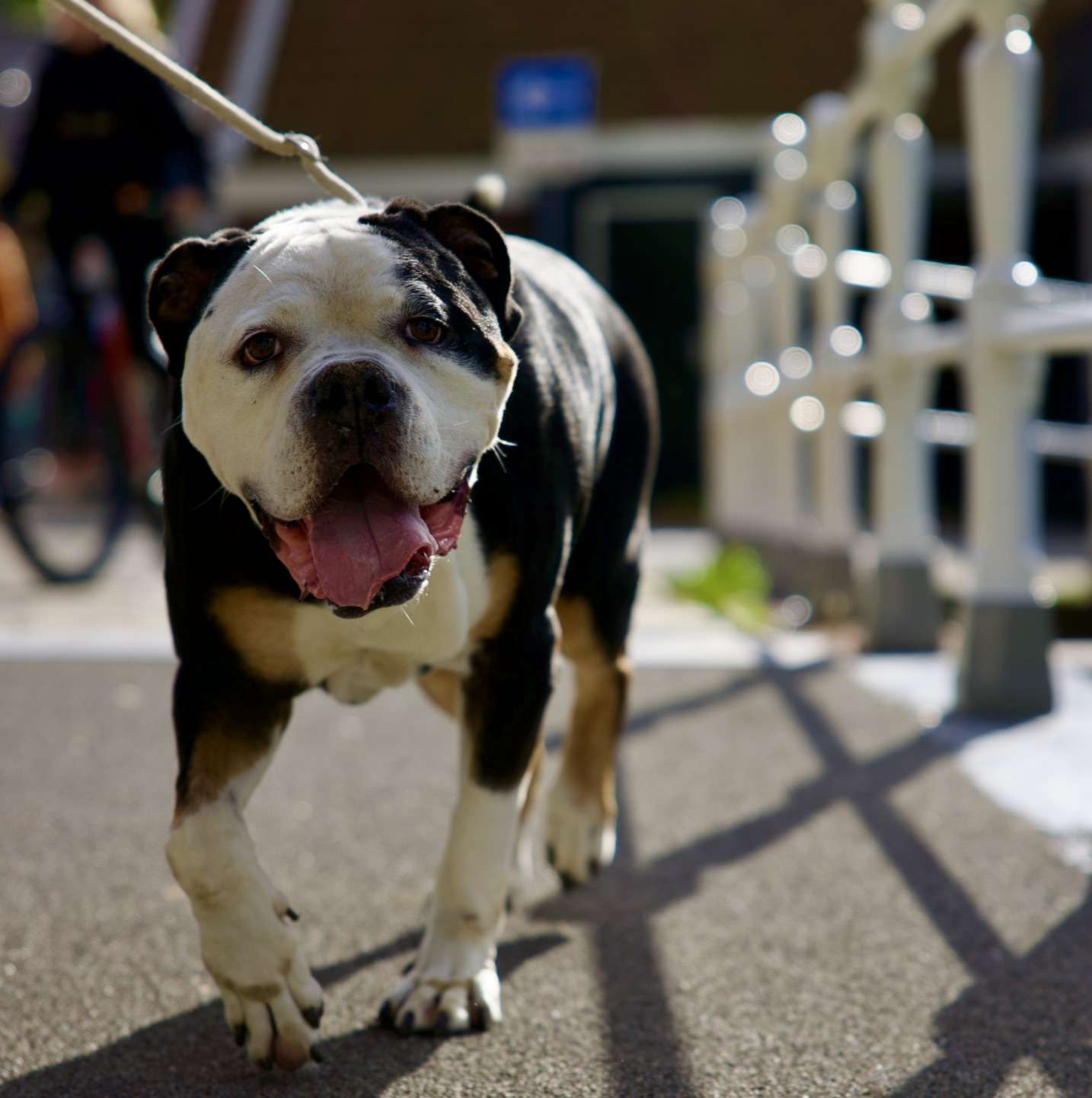 Old English Bulldog